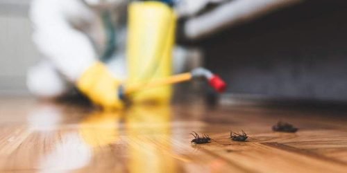 خدمات-مكافحة-الحشرات